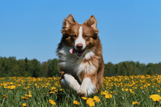 5 Pet Care Tips to Bloom into Spring