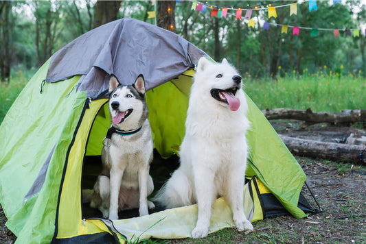 Chew on These 8 Tips for Camping with Your Canine