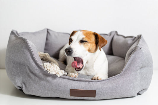 Your Pet Is Losing Sleep (& Blood) From Fleas