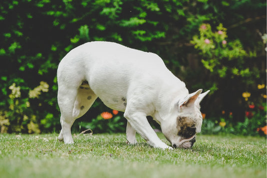 5 Ways to Sniff Out If Your Pet Has Fleas