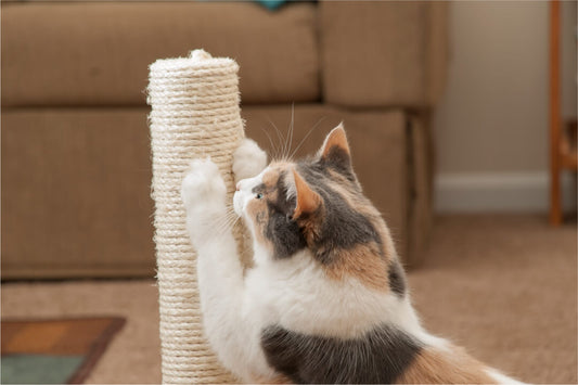 Scratch Away at Finding the Right Flea Product for Your Pet