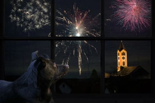 Pets and Fireworks: What to Do on the 4th of July