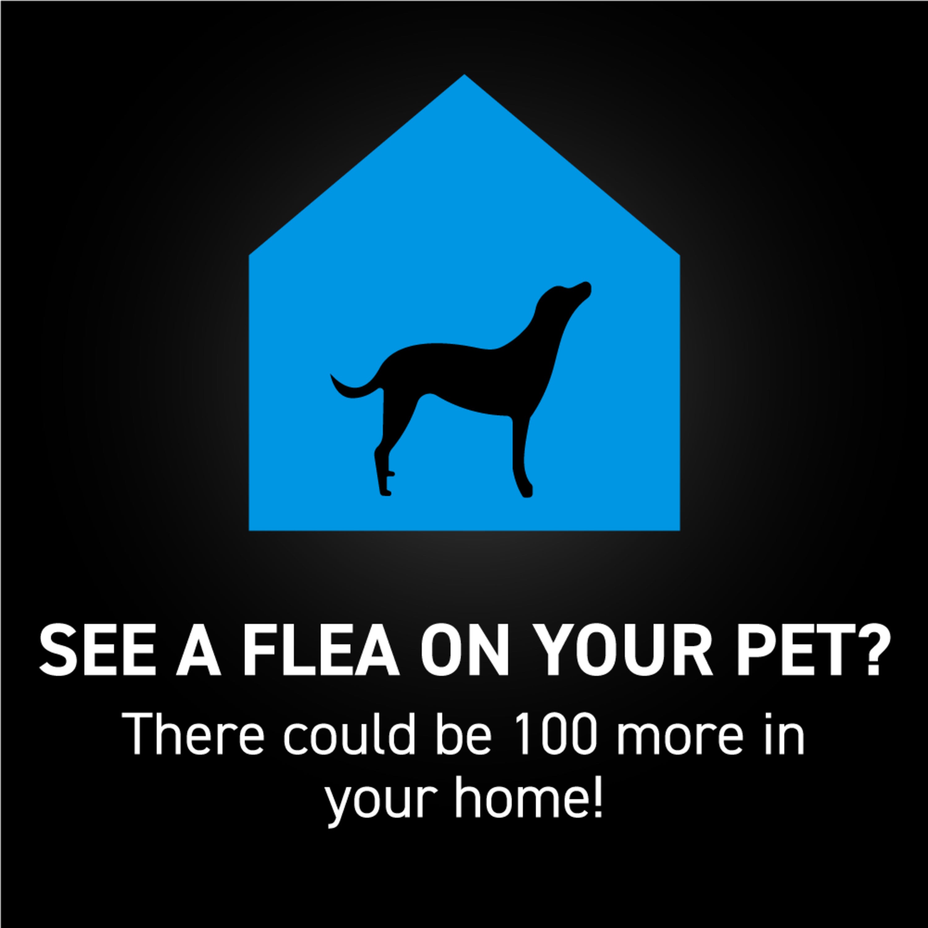 NEXTSTAR® Flea & Tick Topical for Dogsmedia-4