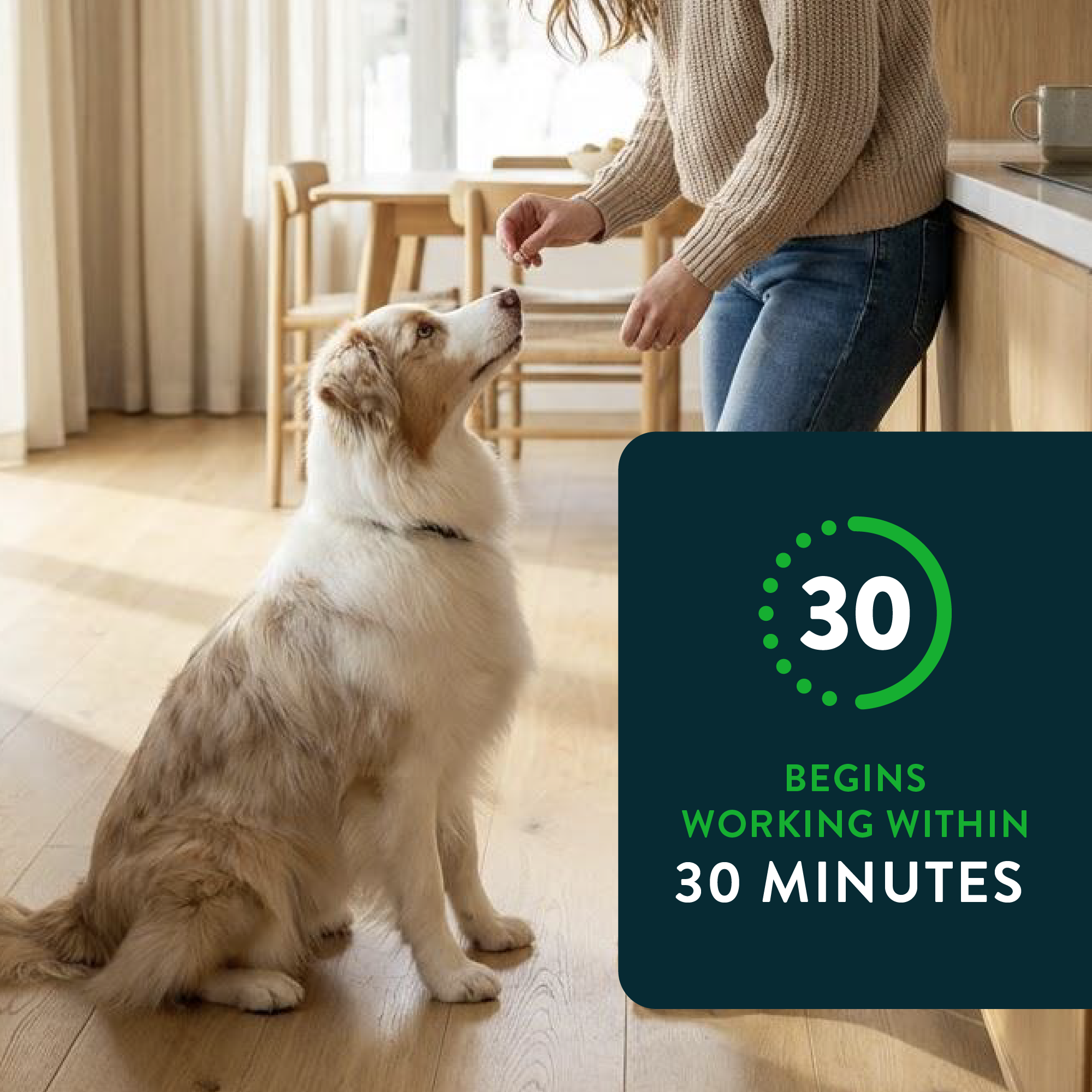 CAPSTAR® (nitenpyram) Oral Flea Treatment for Dogsmedia-3