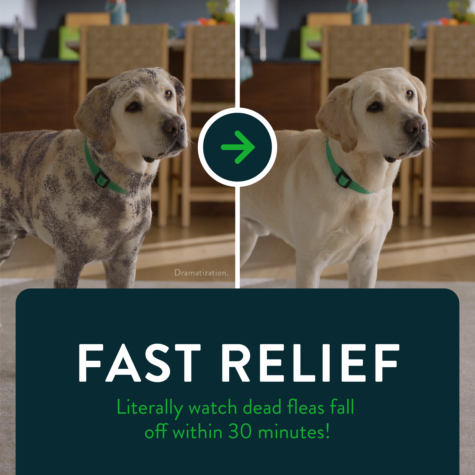 CAPSTAR® (nitenpyram) Oral Flea Treatment for Dogsmedia-5