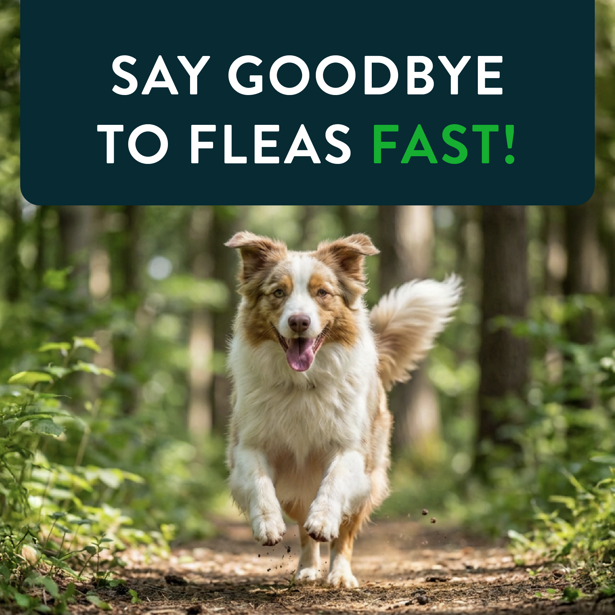 CAPSTAR® (nitenpyram) Oral Flea Treatment for Dogsmedia-7